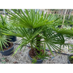 Palma konopná (Trachycarpus fortunei) - výška kmeňa 10-40 cm, celková výška 90-120 cm - 3 palmy v jednom kvetináči, kont. C30L (-17°C)